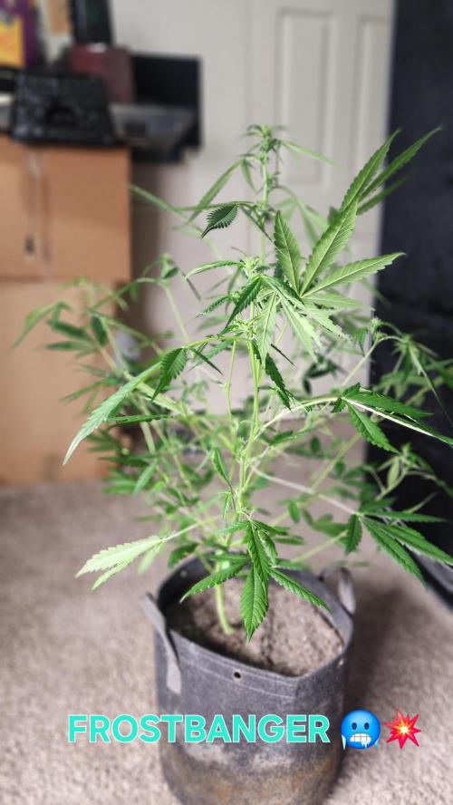 FrostBanger Auto Alaskan Banana Auto. Week 3