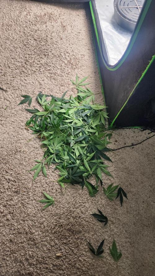 FrostBanger Auto Alaskan Banana Auto. Week 3