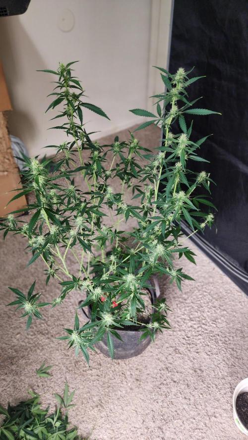 FrostBanger Auto Alaskan Banana Auto. Week 3