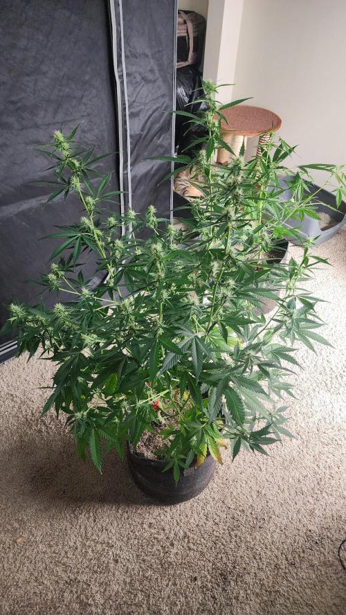 FrostBanger Auto Alaskan Banana Auto. Week 3