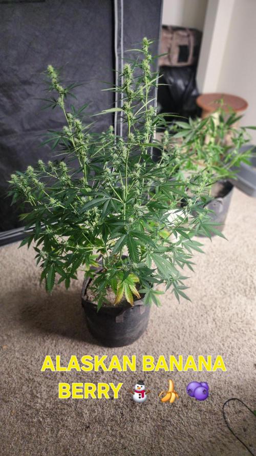 FrostBanger Auto Alaskan Banana Auto. Week 3