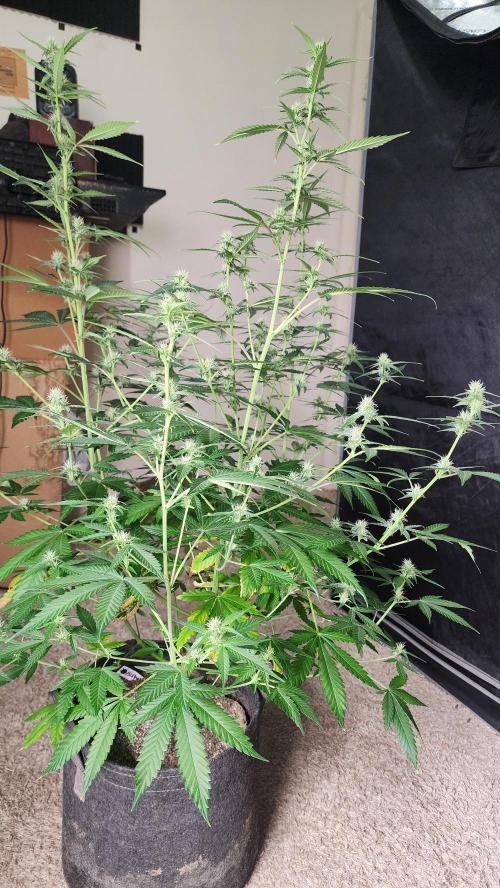 FrostBanger Auto Alaskan Banana Auto. Week 3