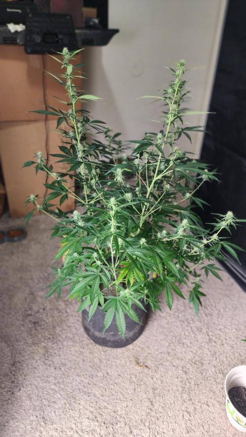 FrostBanger Auto Alaskan Banana Auto. Week 3