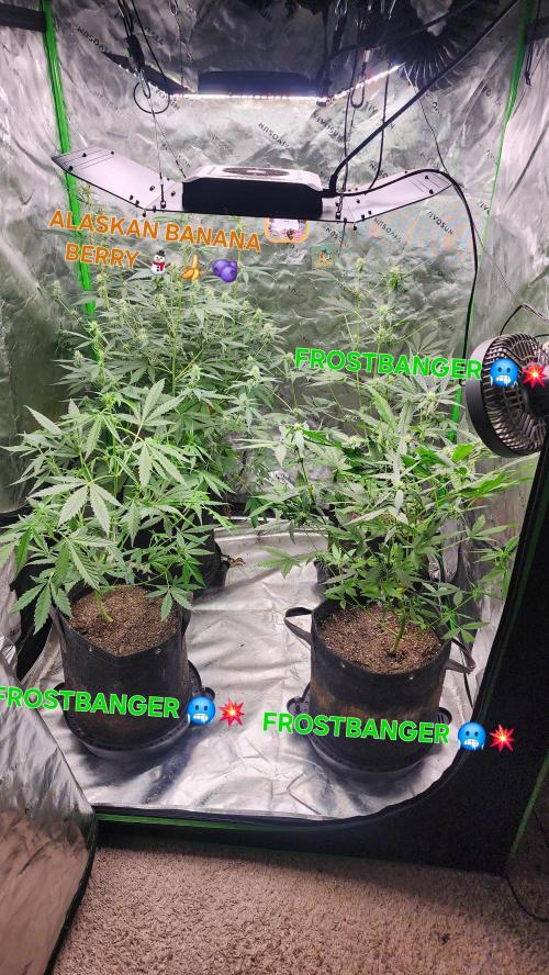FrostBanger Auto Alaskan Banana Auto. Week 3