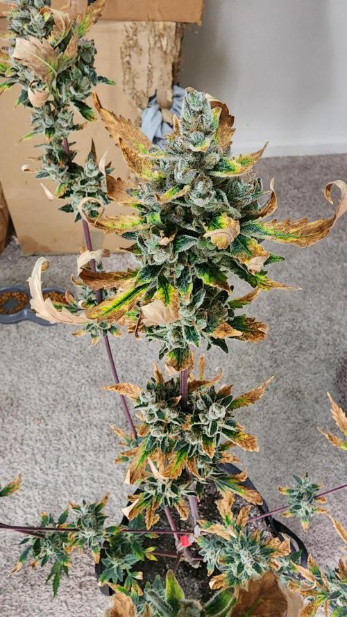 FrostBanger Auto Alaskan Banana Auto. Week 11