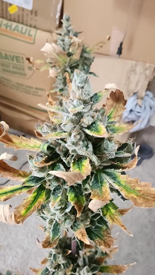 FrostBanger Auto Alaskan Banana Auto. Week 11