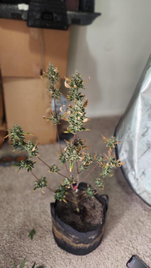 FrostBanger Auto Alaskan Banana Auto. Week 11
