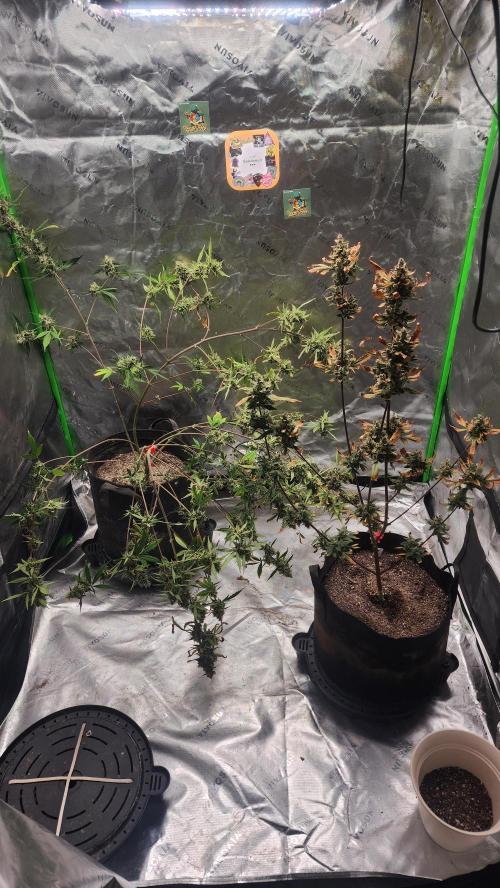 FrostBanger Auto Alaskan Banana Auto. Week 11