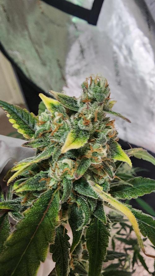 FrostBanger Auto Alaskan Banana Auto. Week 11