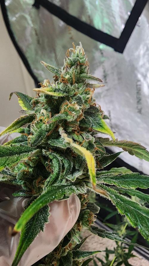 FrostBanger Auto Alaskan Banana Auto. Week 11