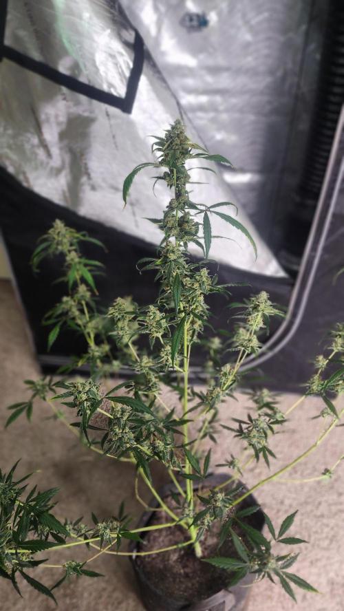 FrostBanger Auto Alaskan Banana Auto. Week 11