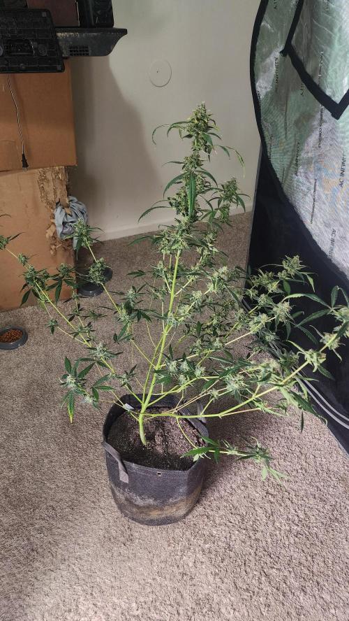 FrostBanger Auto Alaskan Banana Auto. Week 11