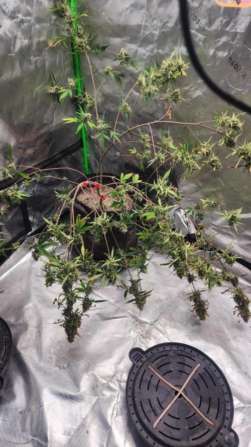FrostBanger Auto Alaskan Banana Auto. Week 4