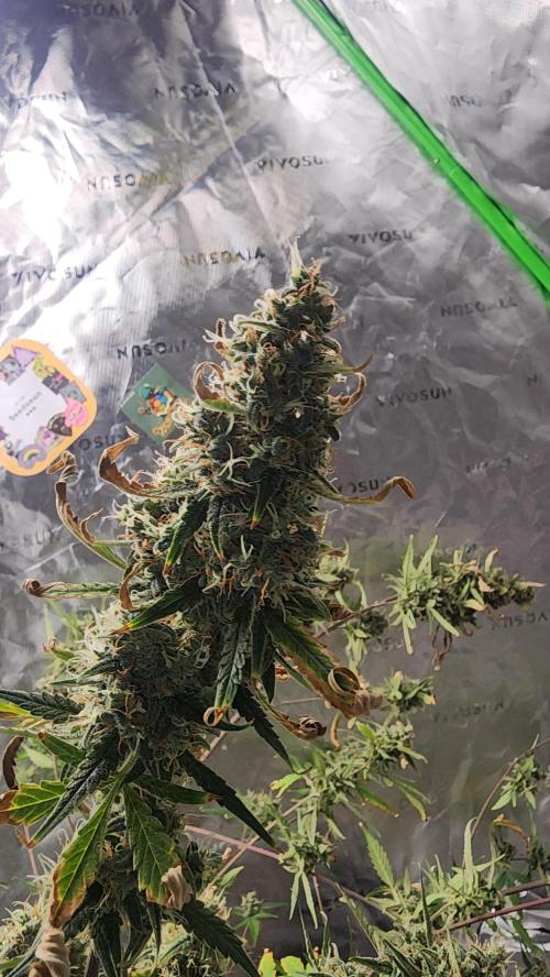 FrostBanger Auto Alaskan Banana Auto. Week 4