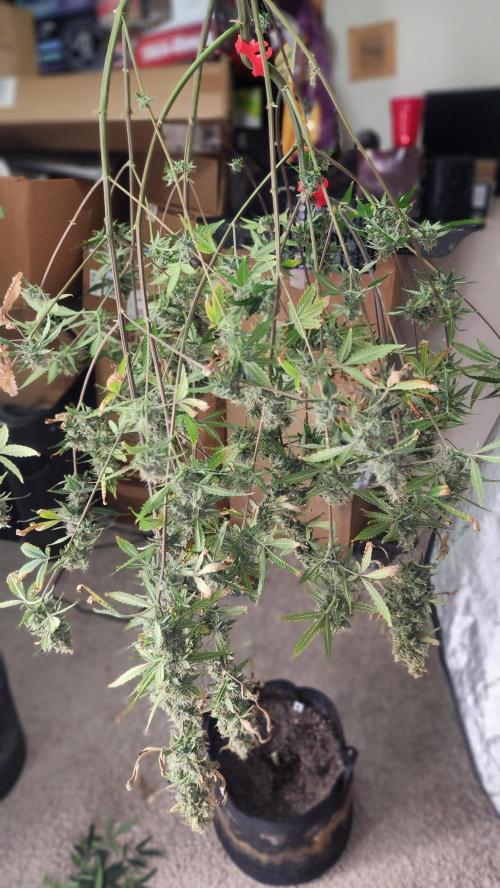 FrostBanger Auto Alaskan Banana Auto. Week 4