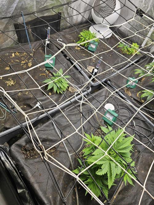 Grow 1 - Photos. Week 4