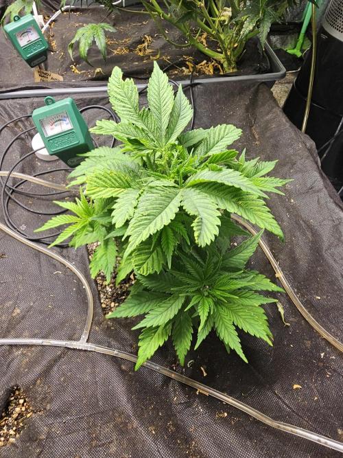 Grow 1 - Photos. Week 4