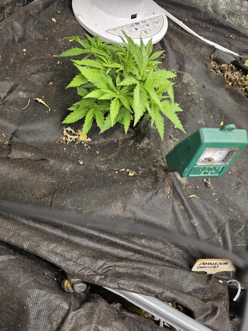 Grow 1 - Photos. Week 4