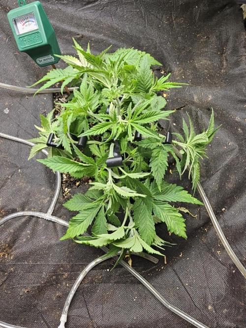 Grow 1 - Photos. Week 4