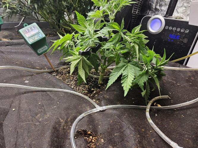 Grow 1 - Photos. Week 4