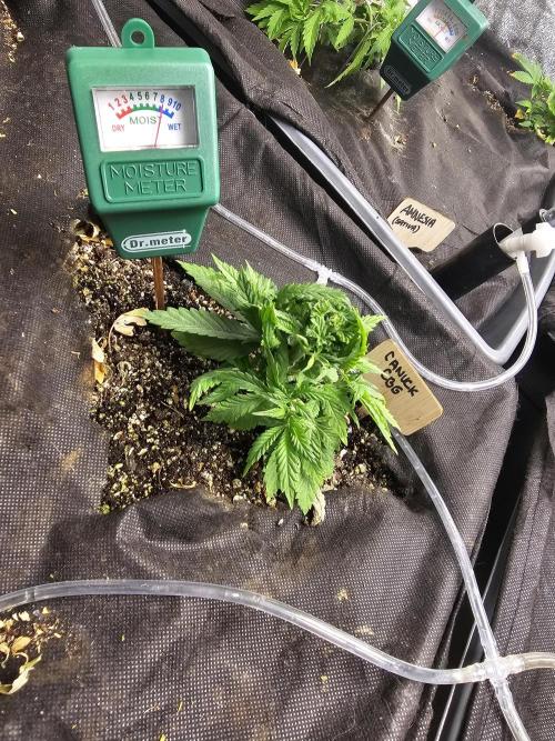 Grow 1 - Photos. Week 4
