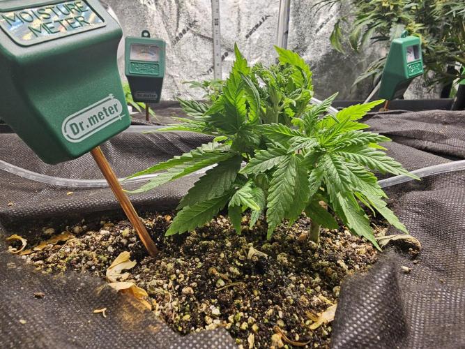 Grow 1 - Photos. Week 4
