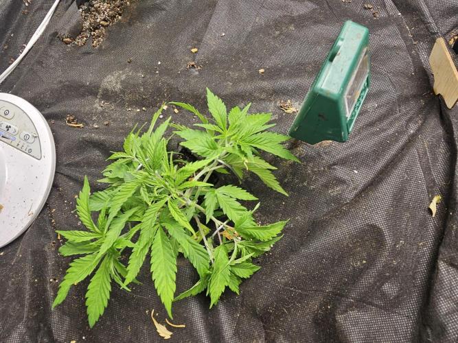 Grow 1 - Photos. Week 4
