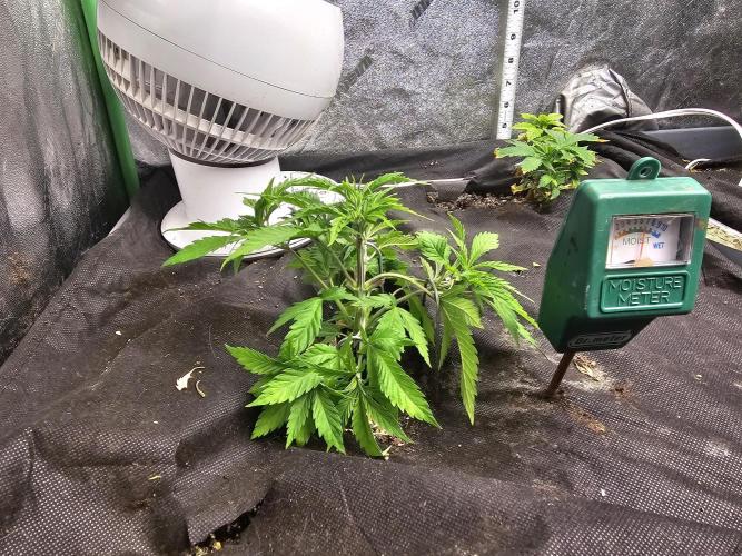 Grow 1 - Photos. Week 4
