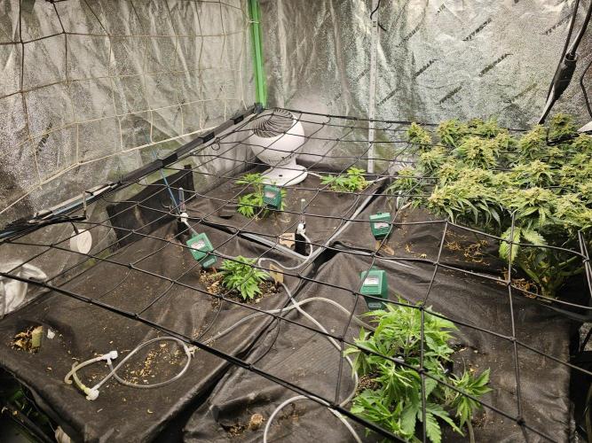 Grow 1 - Photos. Week 4