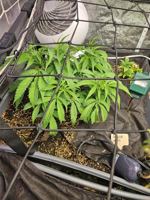 Grow 1 - Photos. Week 5 - Amnesia