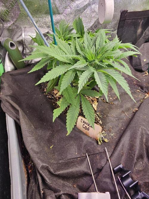 Grow 1 - Photos. Week 5