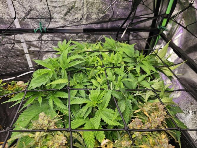Grow 1 - Photos. Week 5
