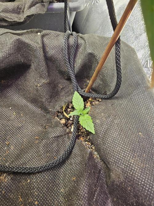 Grow 1 - Photos. Week 5 - Fast eddy in corner of pot with nearly harvest ready hindu kush