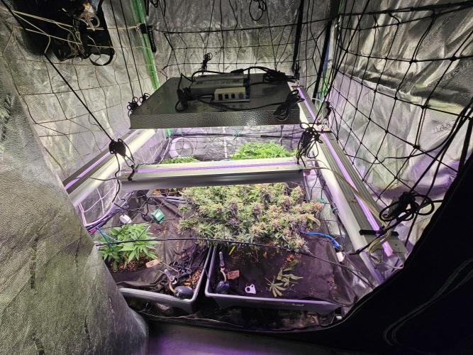 Grow 1 - Photos. Week 5 - Hindu Kush from prior grow almost ready (amber tricomes beginning to develop)