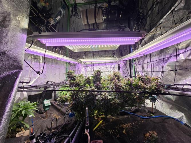 Grow 1 - Photos. Week 5