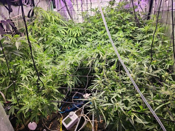 Grow 1 - Photos. Week 12
