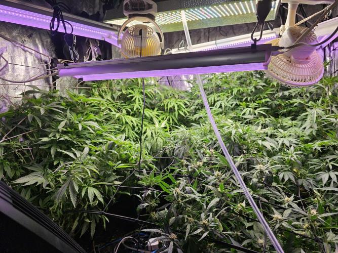 Grow 1 - Photos. Week 13