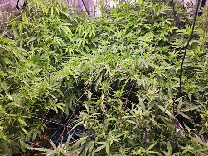Grow 1 - Photos. Week 13