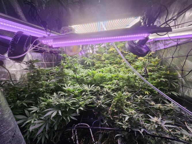 Grow 1 - Photos. Week 16