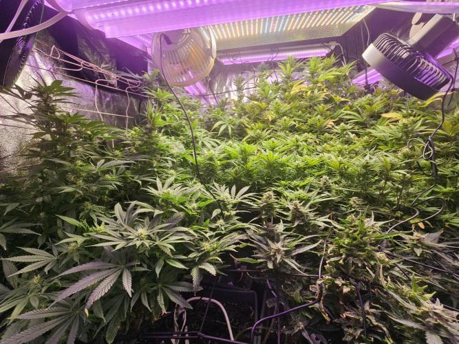 Grow 1 - Photos. Week 16