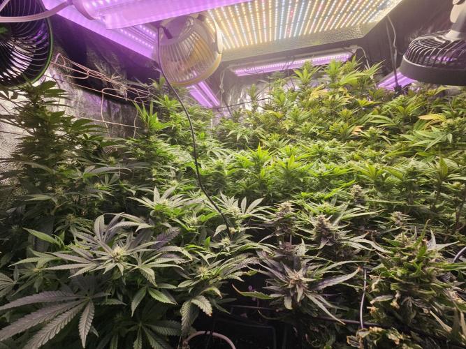 Grow 1 - Photos. Week 16