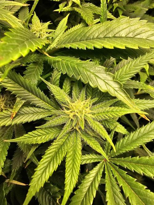 Grow 1 - Photos. Week 16