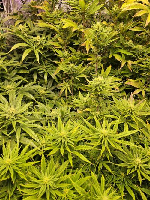 Grow 1 - Photos. Week 16