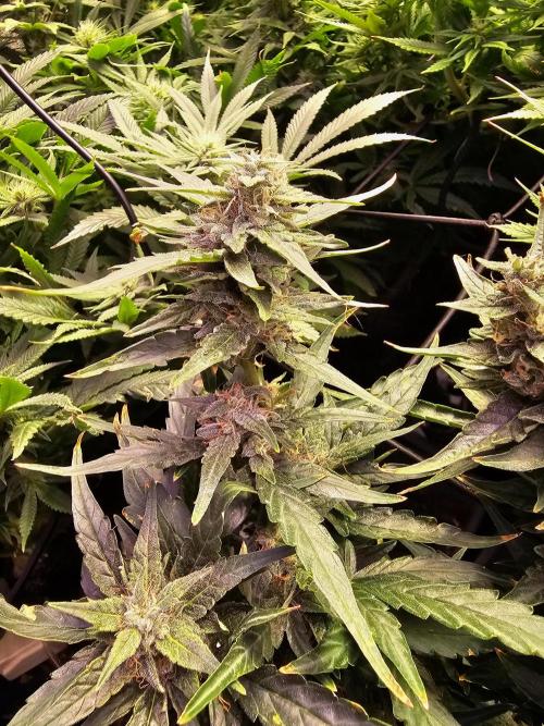 Grow 1 - Photos. Week 16
