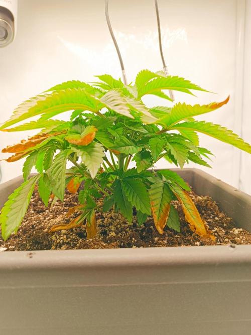 White Widow. Week 5