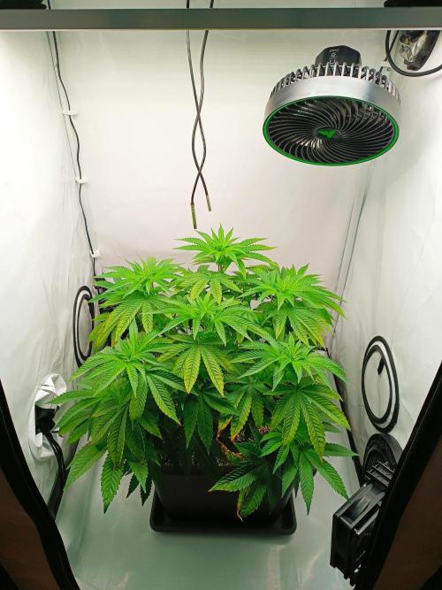 2.Kolo. Week 8