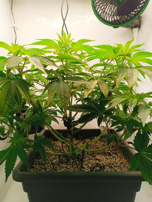 White Widow. Week 8