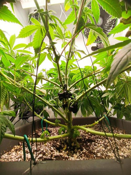 White Widow. Week 9