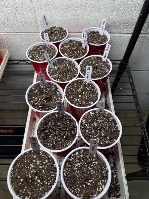 Outdoor In-Ground 2026. Week 0