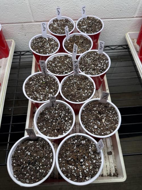 Outdoor In-Ground 2026. Week 0